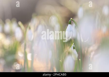 Im Snowdrop Valley in Exmoor, West Somerset, wächst eine Schneetropfenblume (Galanthus nivalis) Stockfoto