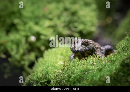 Eine Gelbbbauchkröte (Bombina variegata) versteckt sich im Moos in seinem Becken Stockfoto
