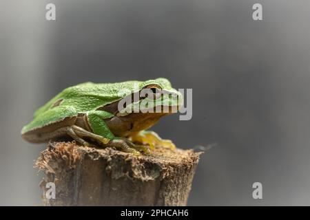 Ein in Gefangenschaft gezüchteter europäischer Baumfrosch (Hyla arborea) ruht auf einem Zweig in seinem Becken Stockfoto