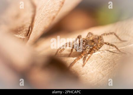 Makrobild einer Wolfsspinne (Pardosa sp.), die in der Nähe der Tarr-Treppe in Somerset im Laubwurf jagt Stockfoto
