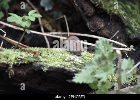 Gegenüberliegendes Bild einer Ufervole (Clethrionomys glareolus), die im Frühjahr in Woodland im Vereinigten Königreich aus Moss-bedecktem Toten Baumstamm isst Stockfoto