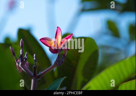 Plumeria, bekannt als Frangipani, blühte auf der Pflanze. Selektiver Fokus verwendet. Stockfoto
