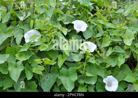 Die Pflanze, die Calystegia sepium bindet, wächst in freier Wildbahn Stockfoto