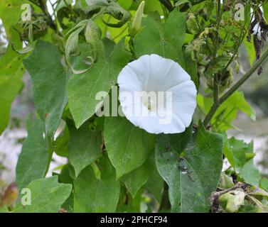 Die Pflanze, die Calystegia sepium bindet, wächst in freier Wildbahn Stockfoto