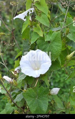 Die Pflanze, die Calystegia sepium bindet, wächst in freier Wildbahn Stockfoto