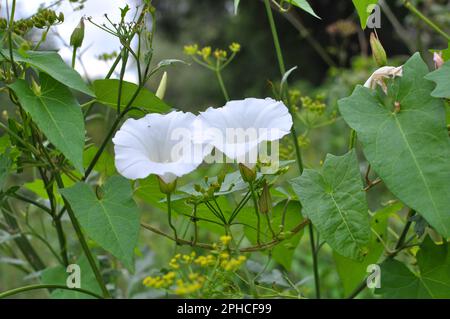 Die Pflanze, die Calystegia sepium bindet, wächst in freier Wildbahn Stockfoto