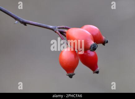 Rote Beeren reifen auf dem Zweig eines Hunderosenbusches Stockfoto