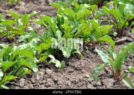 Die rote Beete wächst in offenem organischem Boden Stockfoto