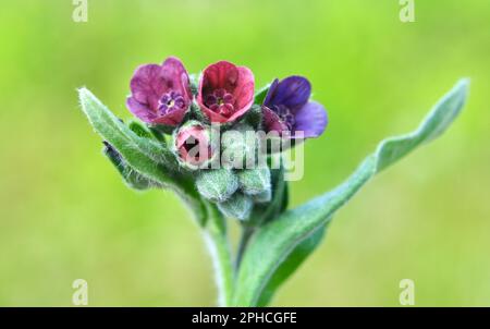 In der Wildnis blüht Cynoglossum officinale unter Gräsern Stockfoto