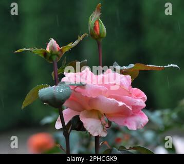 Im Sommer blühen Rosen im Garten. Stockfoto