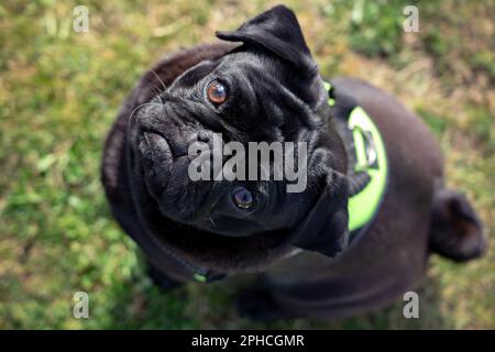 Schwarzer Mopps pug Hund sitzt und schaut in die Kamera. Stockfoto