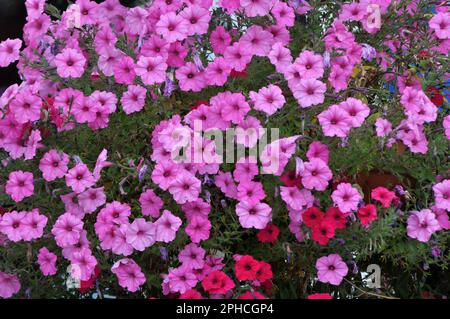 Surfinia blüht im Blumengarten im Garten Stockfoto