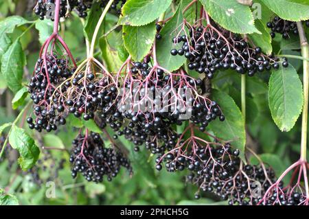 Ein Haufen Holunderbeeren mit reifen schwarzen Beeren Stockfoto