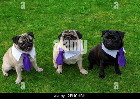 3 süße Mopphunde auf dem Gras Feld in Krawatte verkleidet. Stockfoto