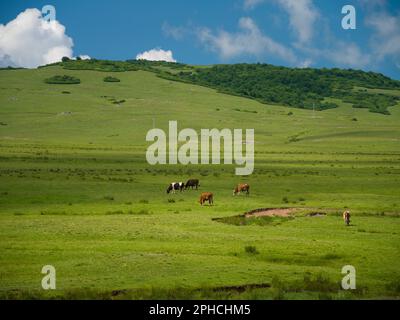 Kühe grasen auf der Wiese. Persembe-Plateau-Wiesen. Bezirk Aybasti, Ordu, Türkei Stockfoto