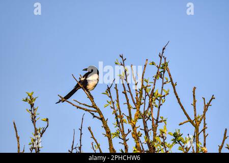 Vogel in einer Frühlingslandschaft. Elster auf Baumzweigen mit blauem Himmel im Hintergrund. Stockfoto