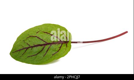 Rotes faltiges Sorrel-Blatt, isoliert auf weiß Stockfoto