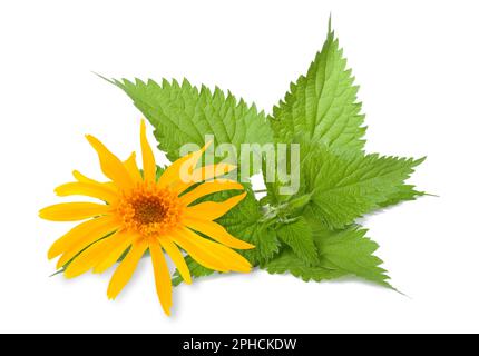 Arnica und Brennnessel isoliert auf weißem Hintergrund Stockfoto