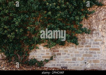 Grüne Vegetation auf einer alten Ziegelmauer. Ivy schöne Form. Grungy Ziegelwand von Efeu warmen Farbton überwuchert. Ziegelwand mit schönem grünen Efeu-Laub Stockfoto