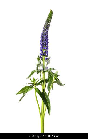 Gespikte Speedwell-Blume isoliert auf weißem Hintergrund Stockfoto