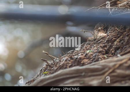 Schlucht am Flussufer mit verschwommenem Boden, Textur von. Wurzel und Wurzeln. Stockfoto