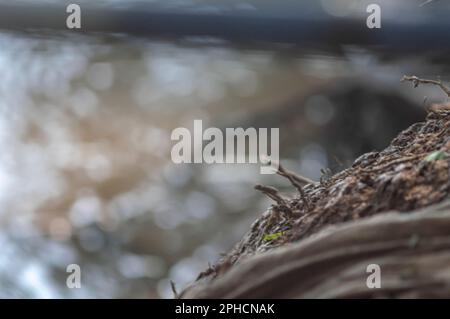 Schlucht am Flussufer mit verschwommenem Boden, Textur von. Wurzel und Wurzeln. Stockfoto