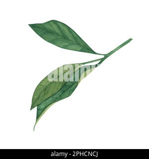 Aquarell Zitronengrünes Blatt - isoliert auf weißem Hintergrund. Abbildung für Poster, Karte, Einladung, Menü, Küchenzubehör, Tapete, Stockfoto