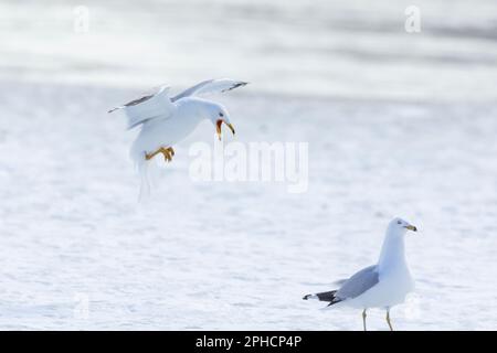 Ringmöwe (Larus delawarensis) in der Paarungszeit Stockfoto