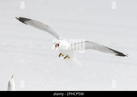 Ringmöwe (Larus delawarensis) in der Paarungszeit Stockfoto