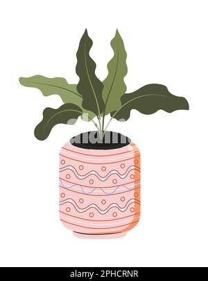 Zimmerpflanze im Tontopf. Urbaner Dschungel. Grüner Ficus, Monstera, Protea in stilvollem Topf. Heimpflanze in Blume Stock Vektor