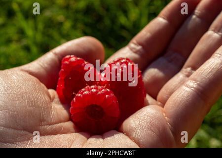 Frische rote Himbeeren (Rubus idaeus) in der Hand unter natürlichem Sonnenlicht gehalten Stockfoto