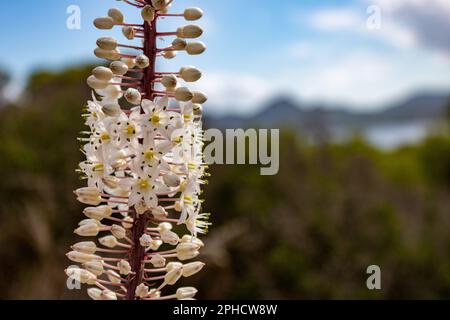 Drimia maritima, weiße blühende Zwiebel, Nahaufnahme in mediterraner Umgebung auf Mallorca, Cala Ratjada Stockfoto