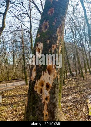 Löcher in Holz. Spechte zerstören Bäume in Berdsk. Vögel reißen vor allem kranke Bäume, um Nahrung zu bekommen. Die Oberfläche eines Baumes, der von Spechern zerstört wurde. E Stockfoto