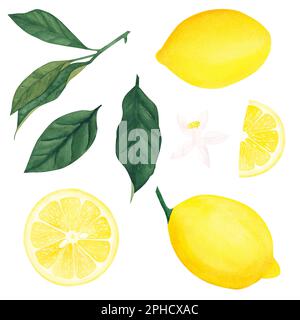 Aquarell, botanische Darstellung von Zitronenblättern, Früchten und Blüten auf weißem Hintergrund. Illustration für Design, Grußkarten, Postkarten, Kätzchen Stockfoto