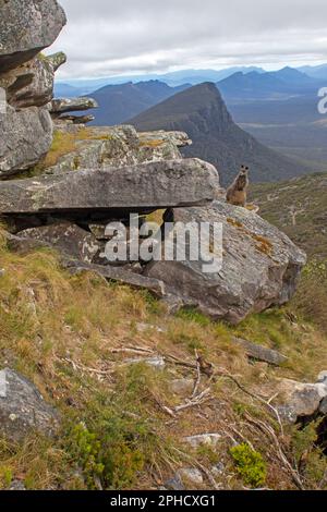 Wallaby auf dem Gipfel des Mt Abrupt, Grampians (Gariwerd) Nationalpark Stockfoto