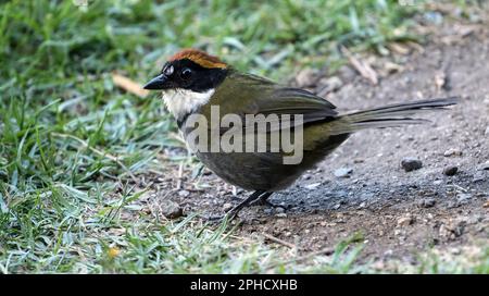 Nahaufnahme von farbenfrohem Kastanien-Kappen-Pinsel-Finch auf dem Boden, Panama. Wissenschaftlicher Name Arremon brunneinucha. Range Highlands Mexiko nach Peru Stockfoto