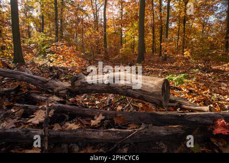 Herbstlicht im Grünwaldwald: Stämme werden verrottet als Mittel zum Wiederaufleben und zur Schaffung eines neuen gesunden Naturwaldes. Stockfoto