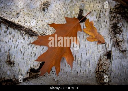 Herbststimmung im Grundwaldwald: Ein Blatt einer Roteiche (Quercus rubra) ist auf einen Birkenstamm gefallen. Stockfoto