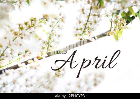 Herzlichen Glückwunsch zu Ihrer April-Stimmung! Zweige von wildem Prunus padus, Vogelkirsche, Hackbeere, Hagbeere oder Mayday Tree und Text Hello april Stockfoto