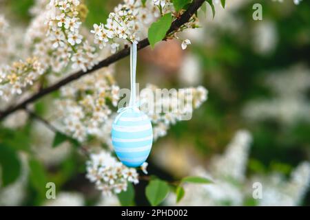 Osterei handbemalt in Weiß und Blau auf einem blühenden Zweig eines Prunus padus, Vogelkirsche, Hackbeere, Hagbeere oder Mayday-Baumes. Die Stockfoto
