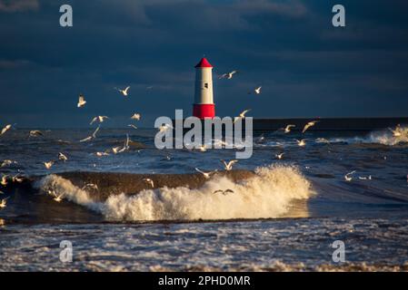 Der Leuchtturm in Berwick-upon-Tweed, Nordsee Stockfoto