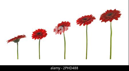 Set aus wunderschönen roten Gerbera-Blumen auf weißem Hintergrund. Bannerdesign Stockfoto