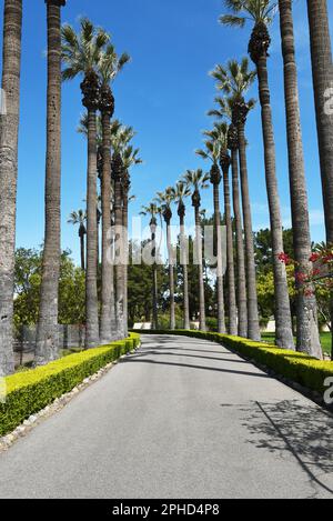 IRVINE, KALIFORNIEN - 27. MÄRZ 2023: Palmengesäumter Drive im Irvine Ranch Historic Park, der zur Katie Wheeler Library führt. Stockfoto