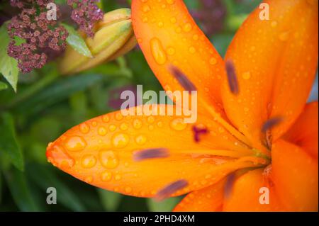 Orange Ton Asiatische Lilien mit Tau von einem Sommermorgen Stockfoto