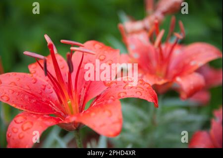 Rote Tigerlilien mit Tau von einem Sommermorgen Stockfoto