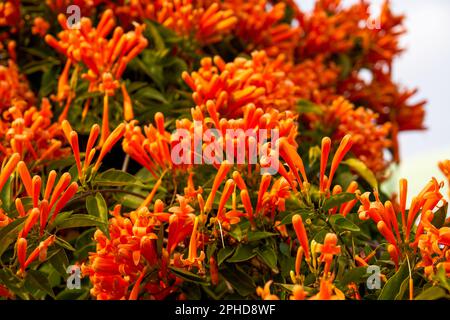 Wunderschöne blühende Feuerwerk-Blumen im Garten Stockfoto