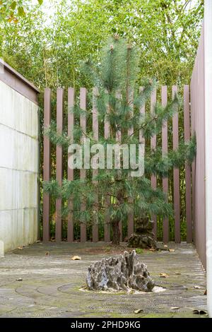 Nahaufnahme von Kiefern, die in einem chinesischen Garten gepflanzt wurden Stockfoto