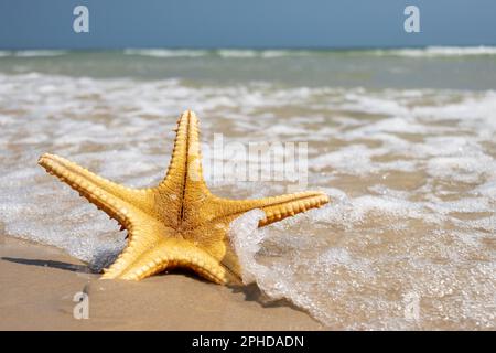 Seesterne, die am Meeresstrand liegen, werden von den Wellen gewaschen, Stockfoto