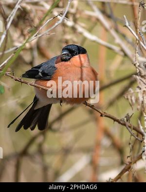 Männlicher Stier Finch Stockfoto