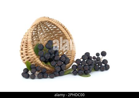 Aronia, allgemein bekannt als die Apfelbeere, mit Blättern. Frisch gepflückte, selbstgewachsene Aronia-Beeren isoliert auf weißem Hintergrund Stockfoto
